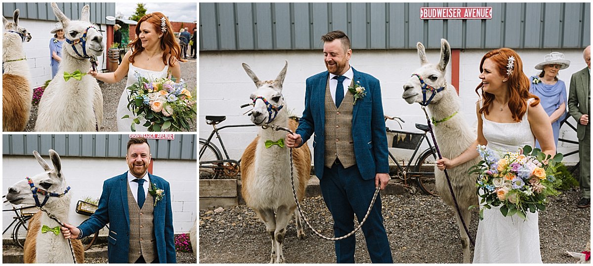 newly married couple take the llamas for a walk at the wellbeing farm